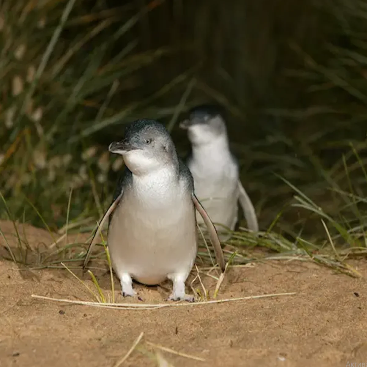 Phillip Island Penguin