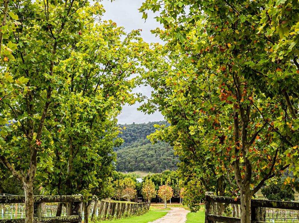 A Comprehensive Guide to Hunter Valley
