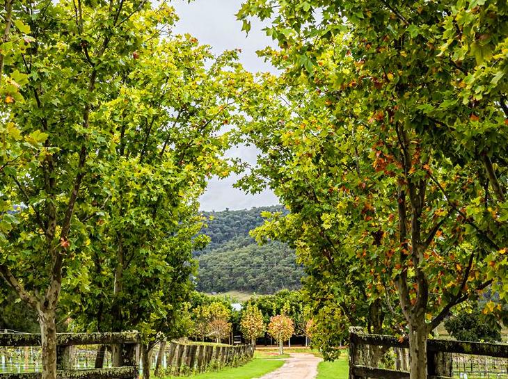 Discovering Hunter Valley: A Traveler's Handbook