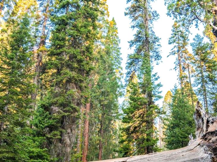An Informative Guide to Kings Canyon