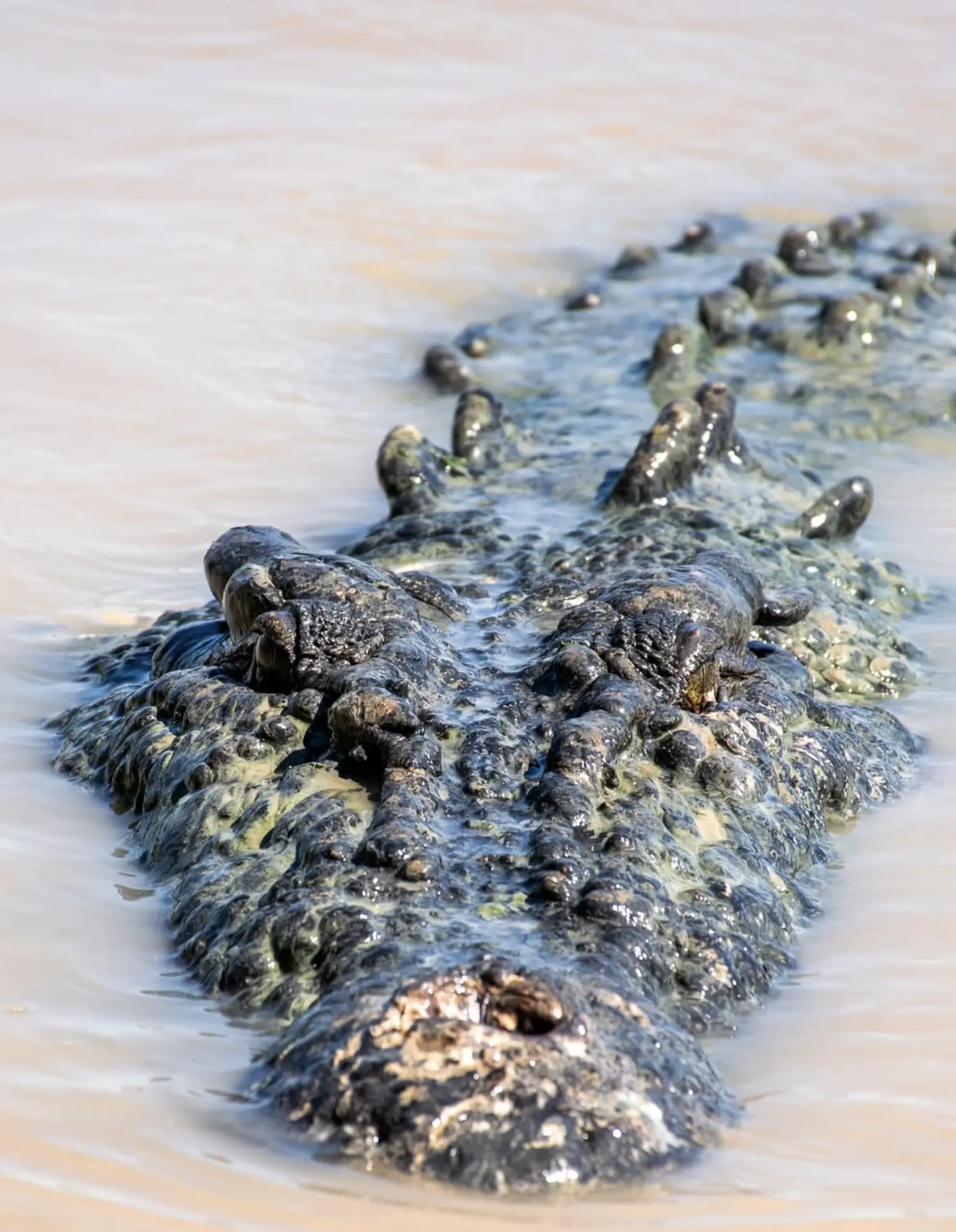 Adelaide River Crocodiles