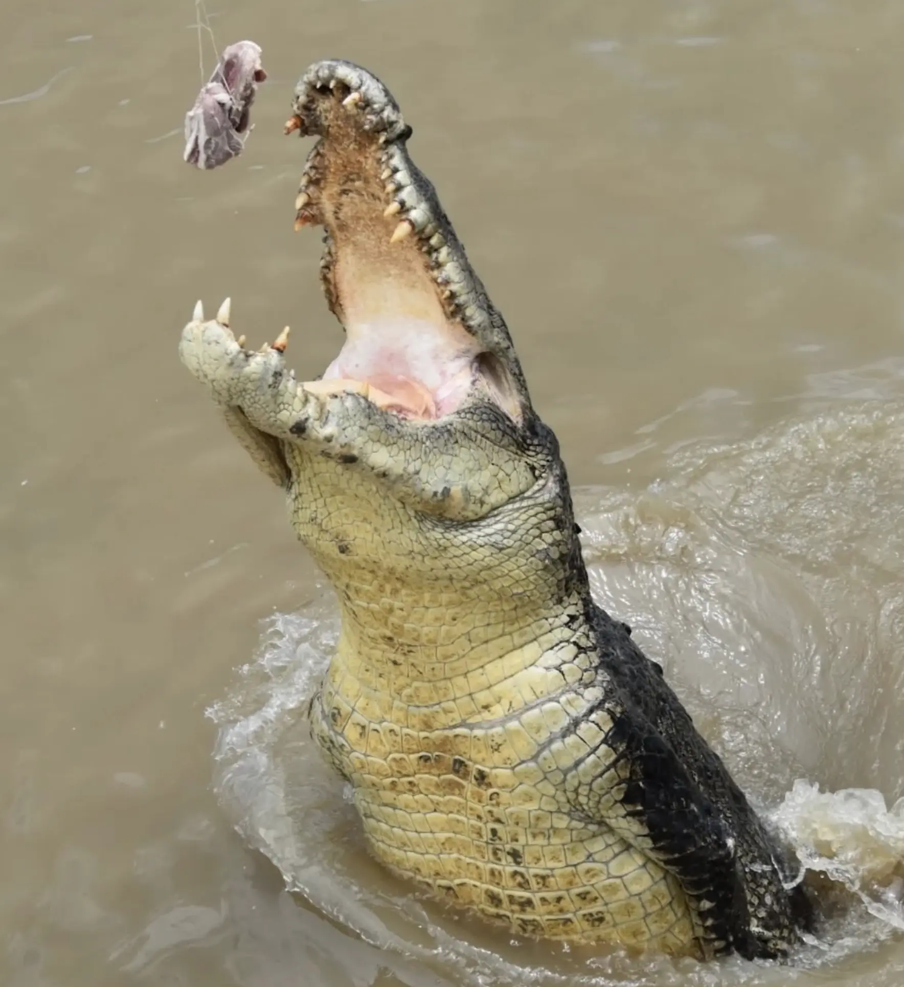 Adelaide River Jumping Crocs