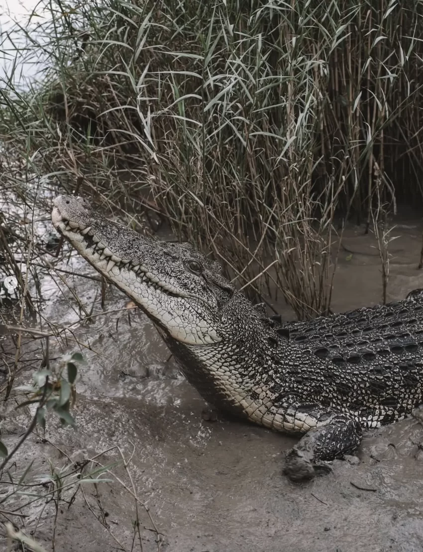 How many Crocs are in the Adelaide River