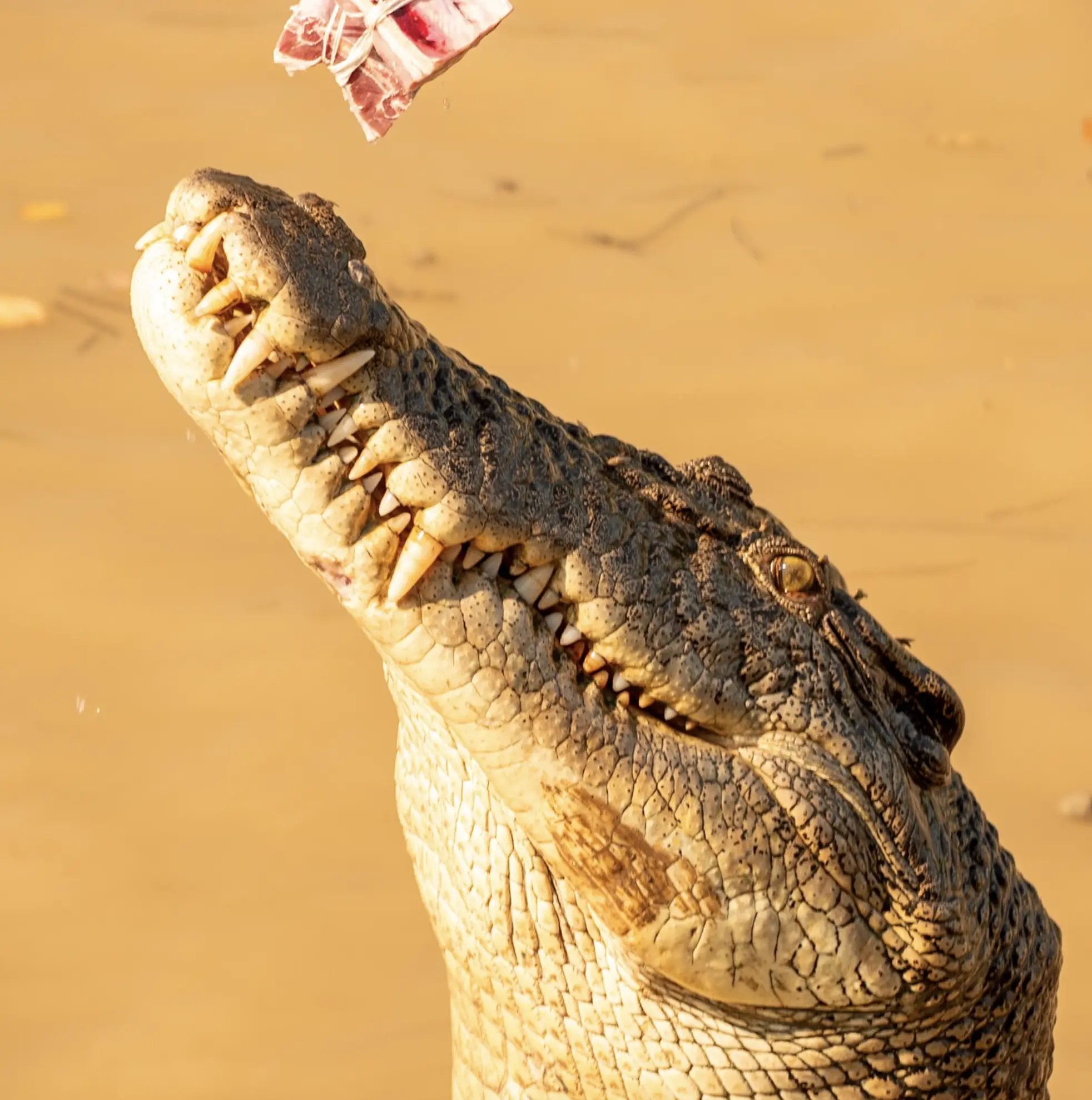 Jumping Crocodile Tours