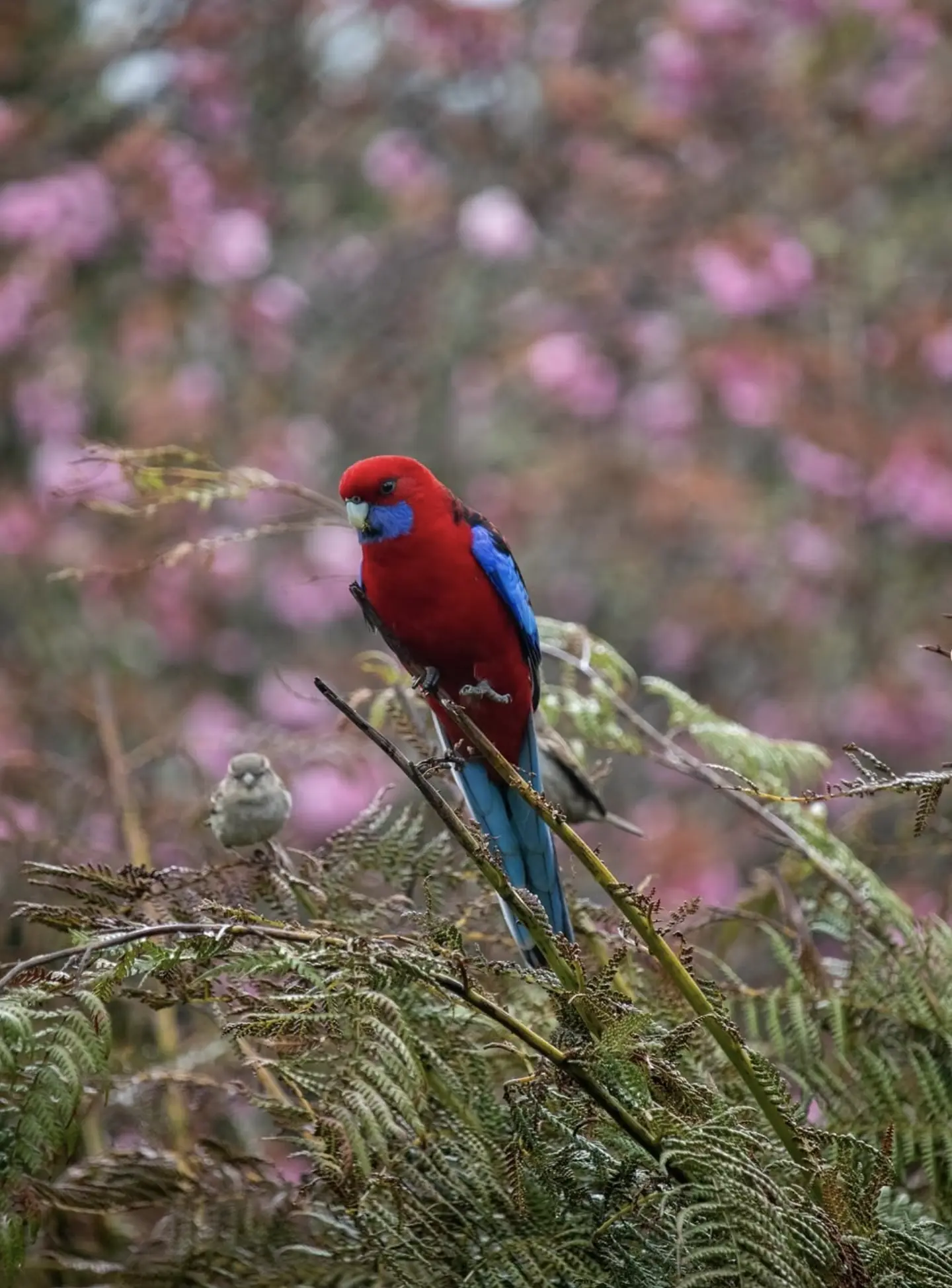 Lake Elizabeth Wildlife