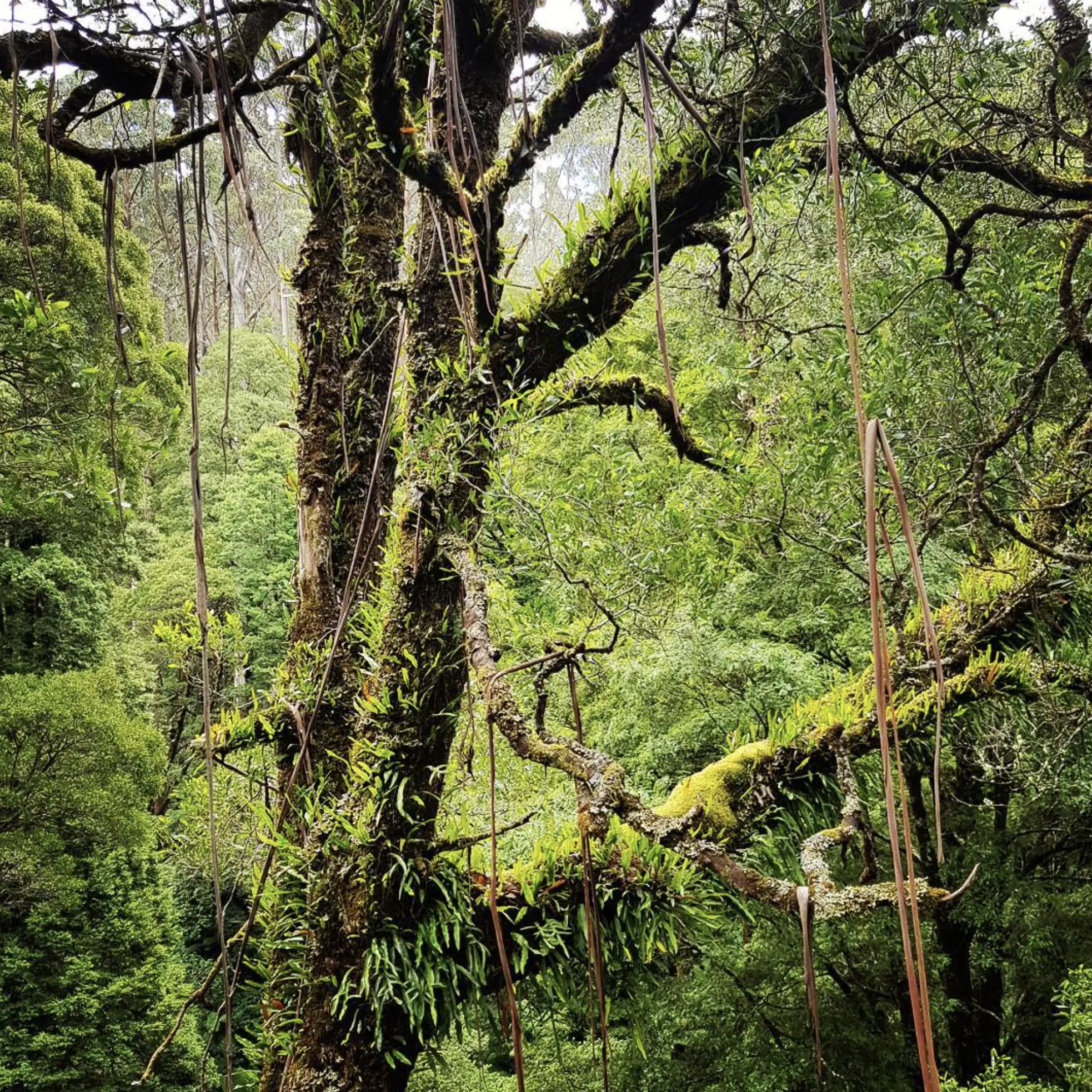 Otways Rainforest