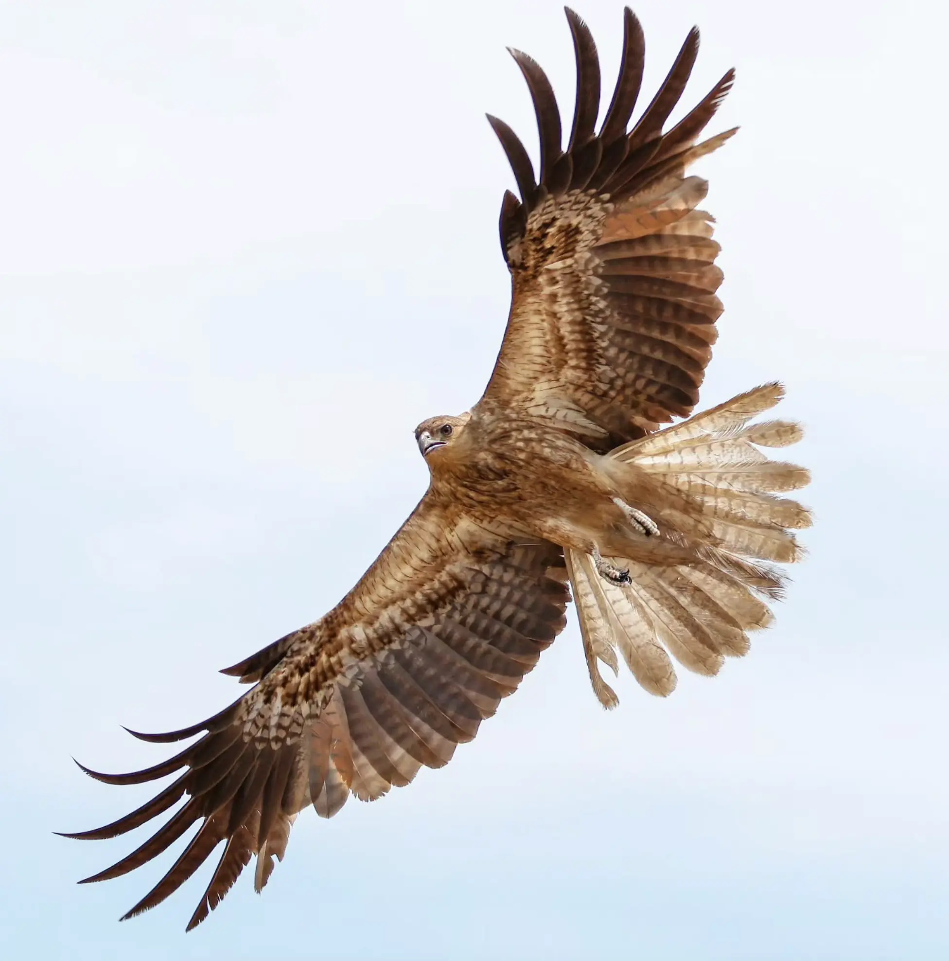 Wildlife in Northern Territory