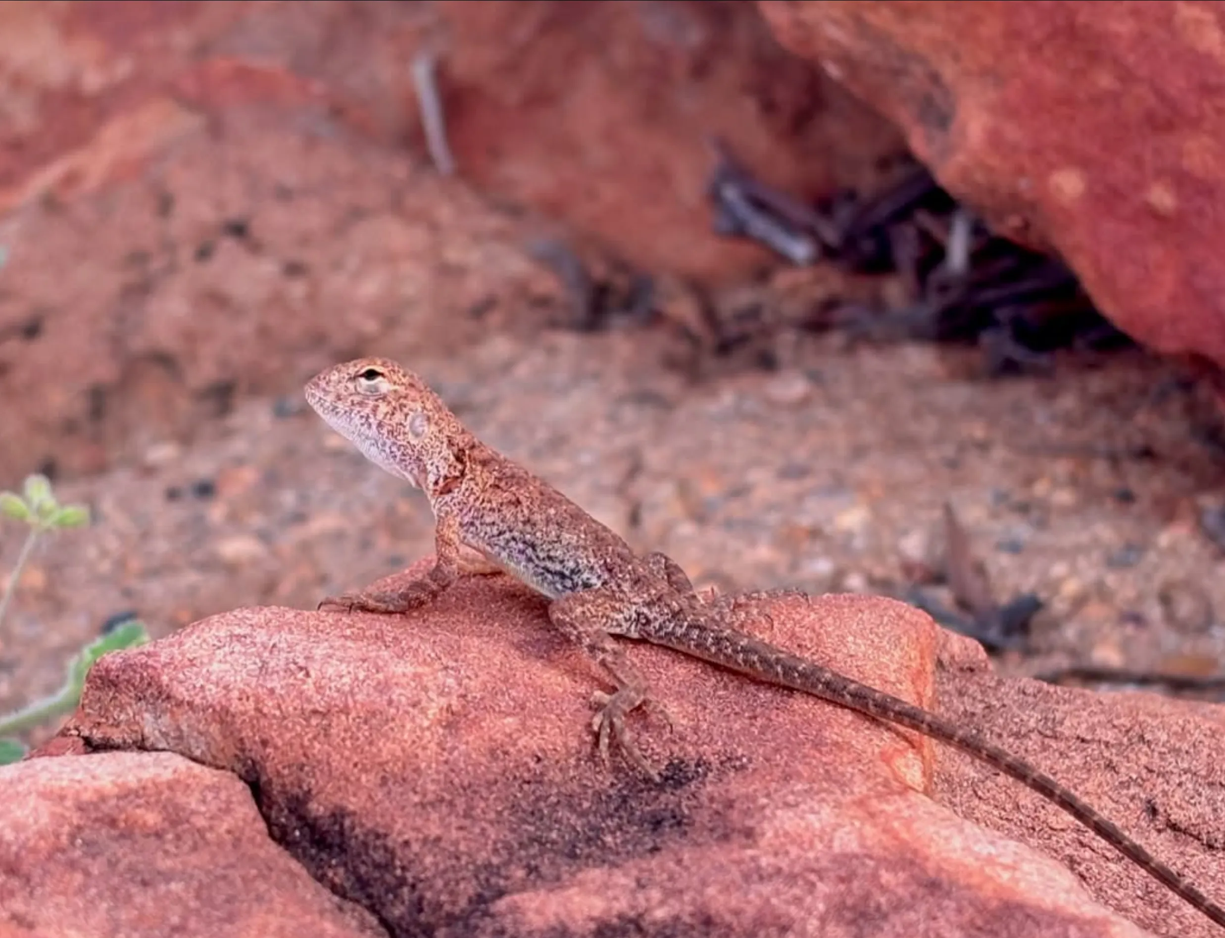 cultural significance, Uluru