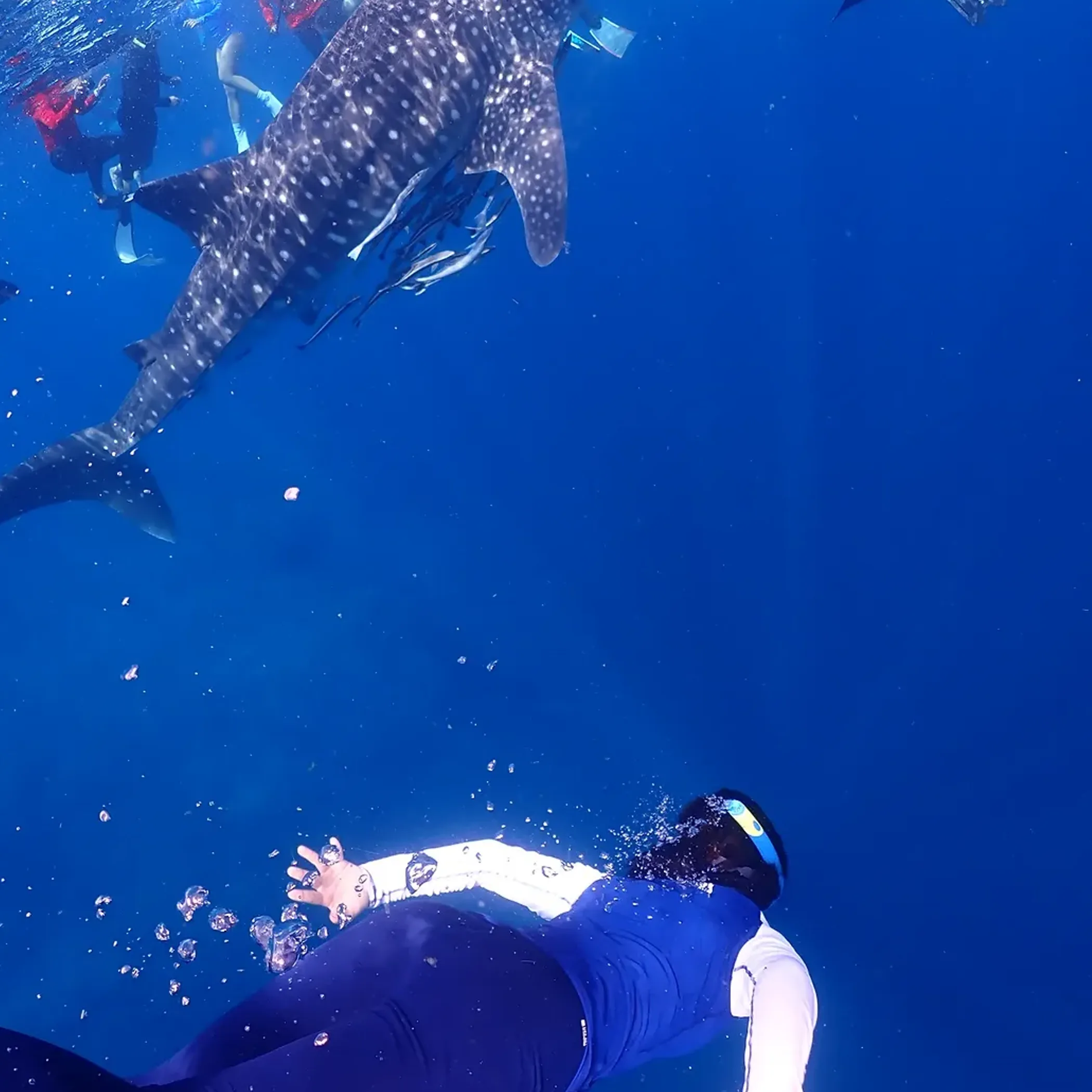 close up whale shark skin pattern ningaloo