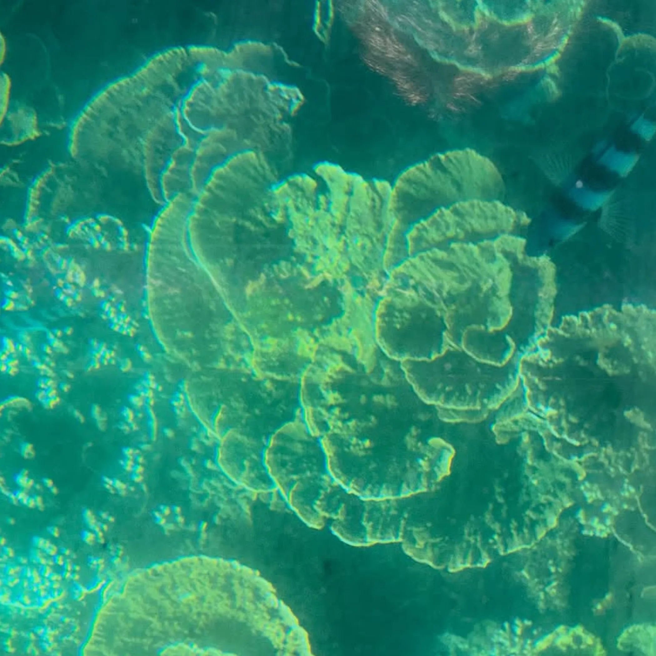 sea turtle nesting on ningaloo beach