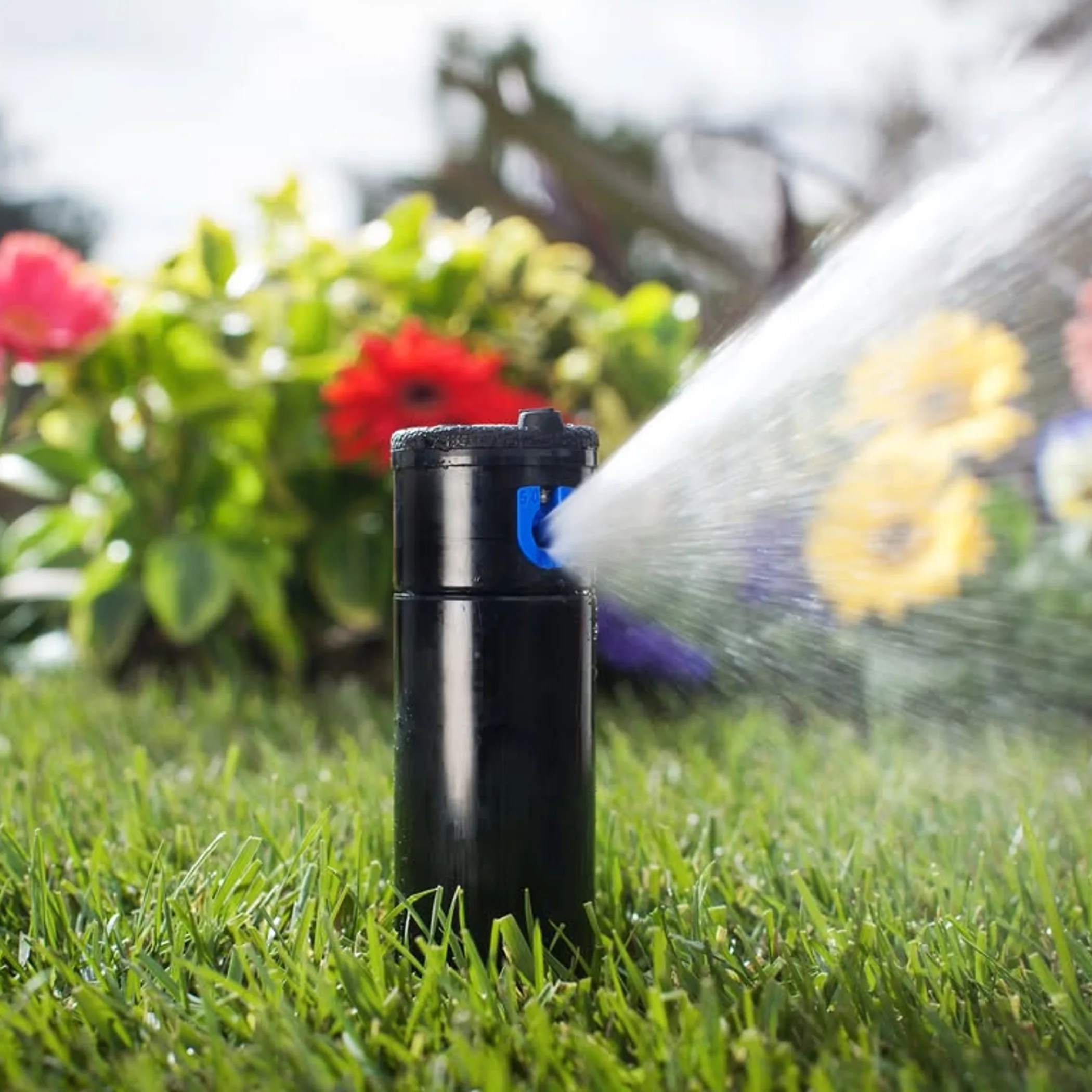 dry season lawn being watered