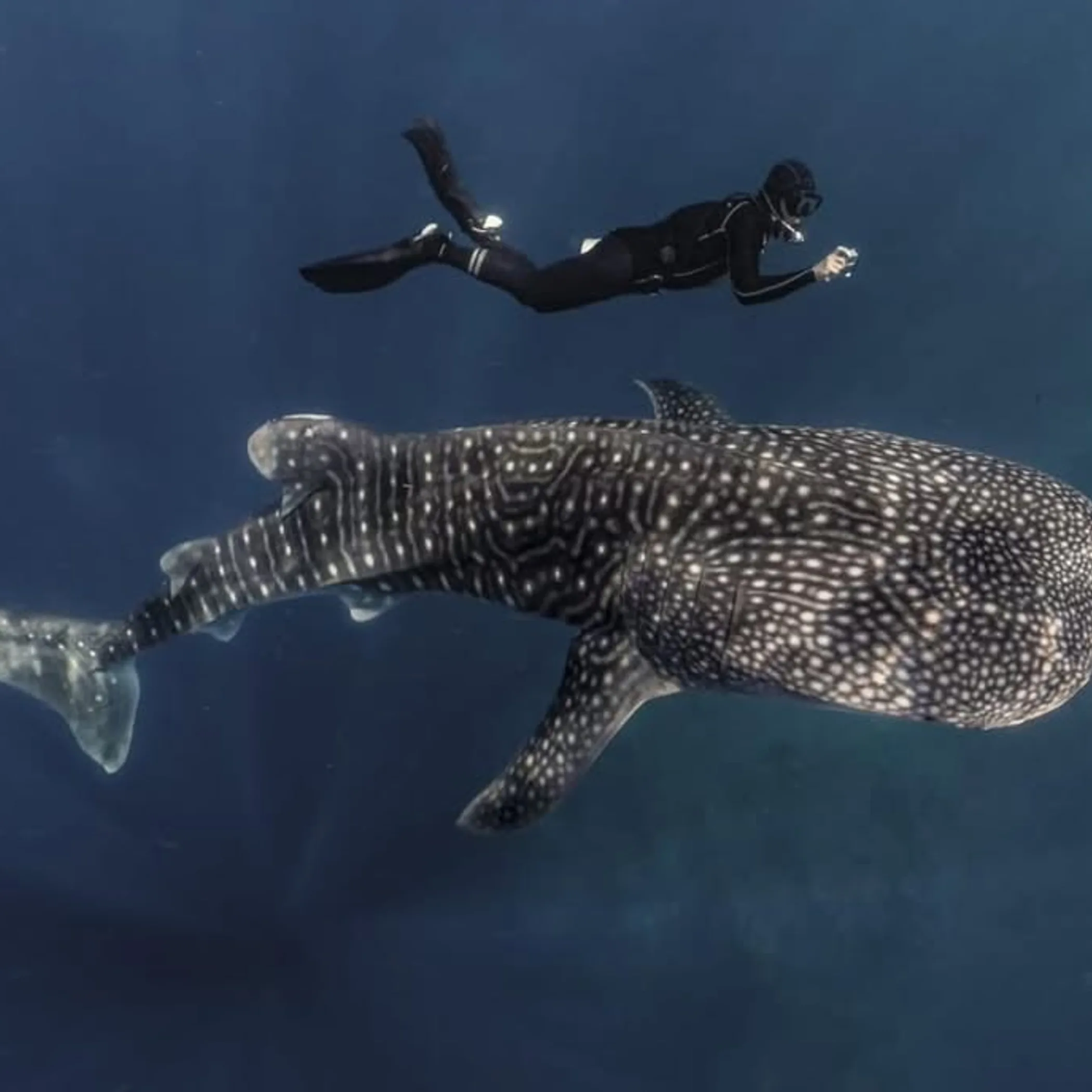 snorkelers observing coral spawning event