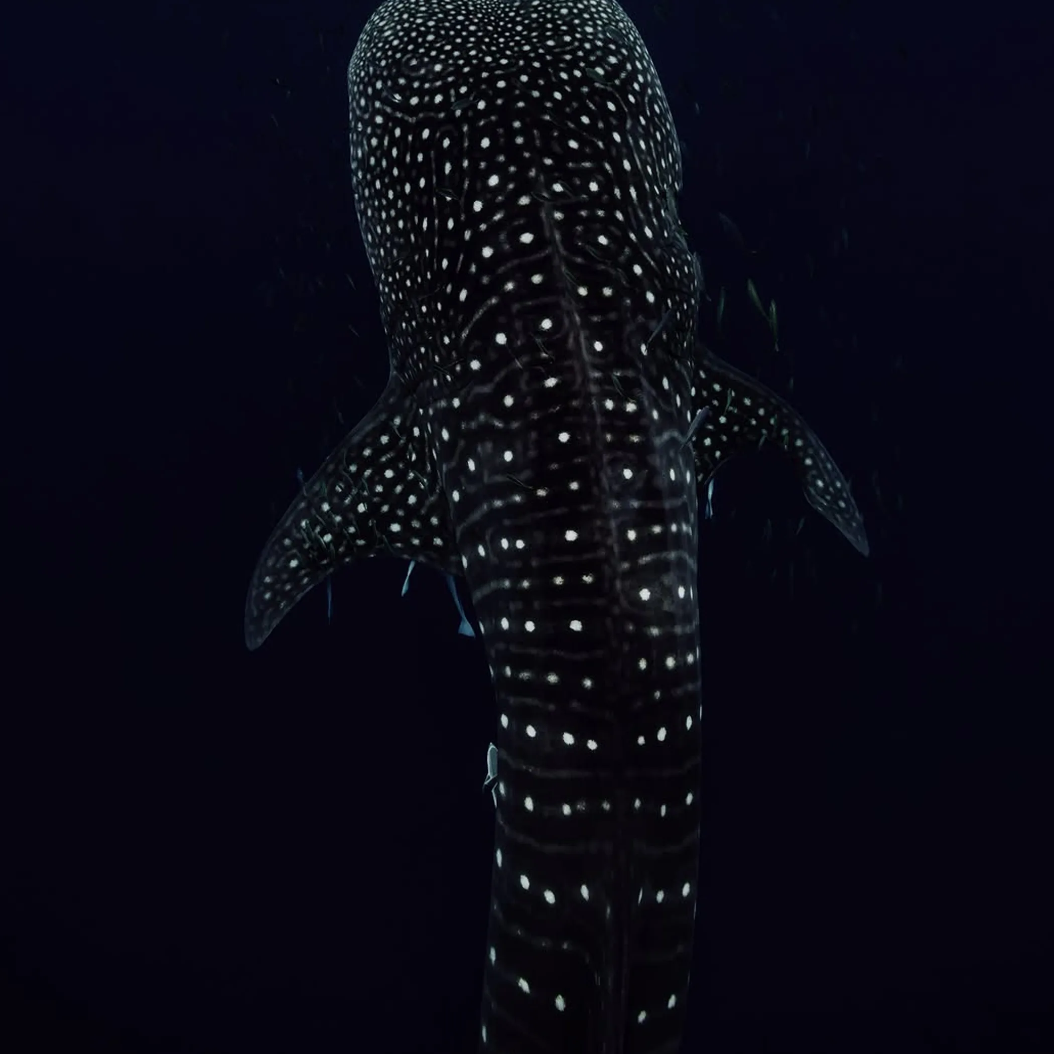 swimming with whale sharks exmouth tours