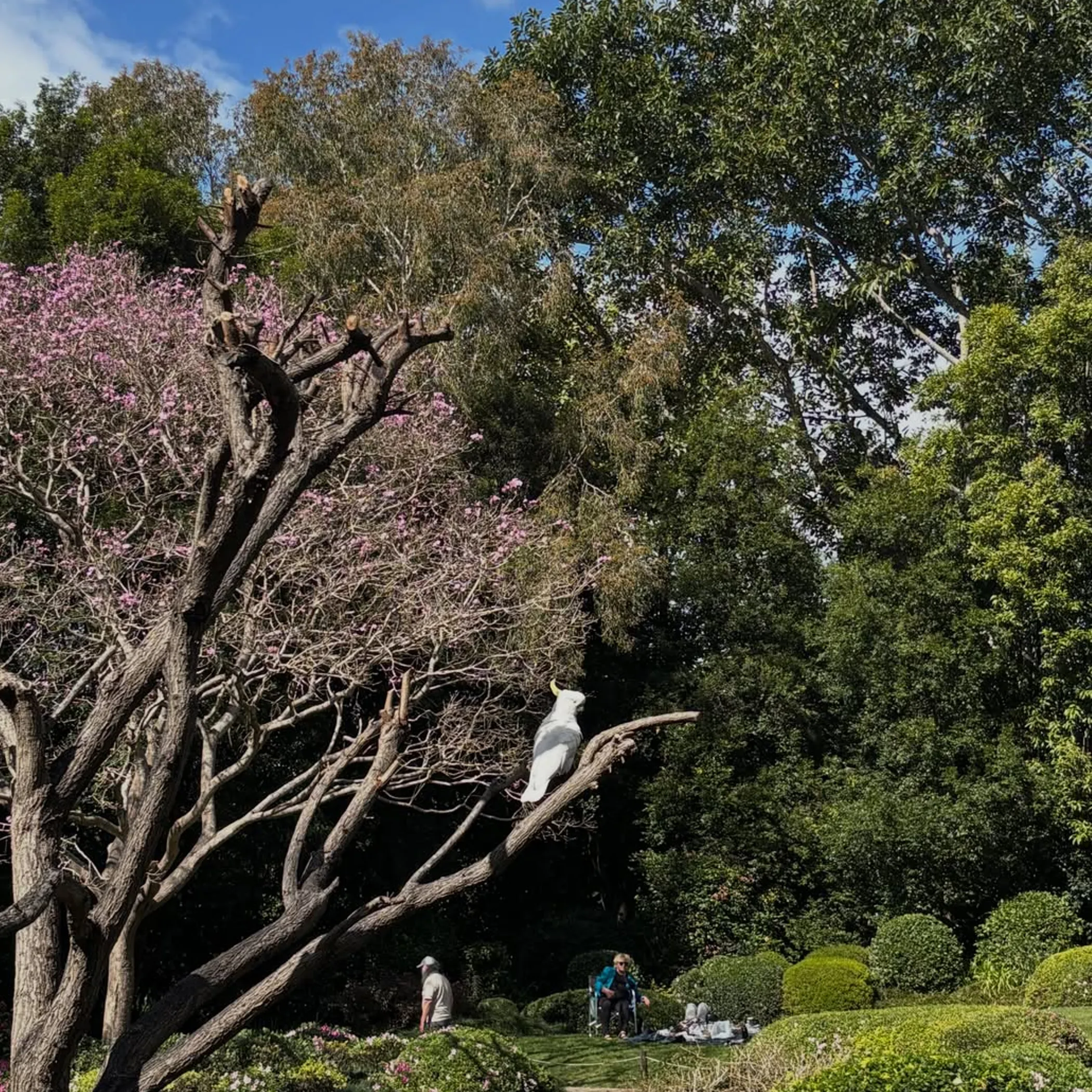 native bird in lush botanical garden