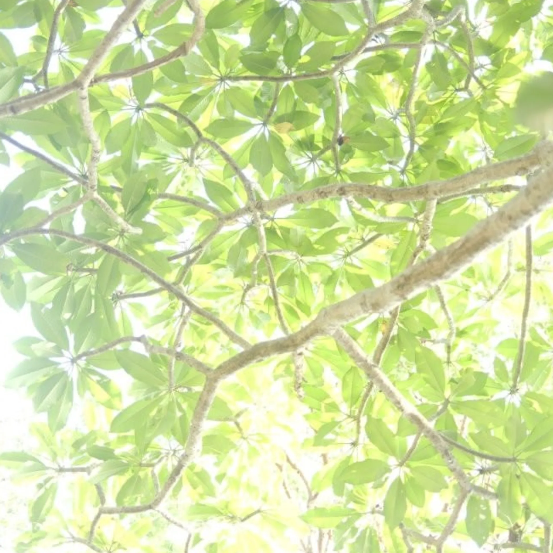 dreamy suburban backyard tree canopy