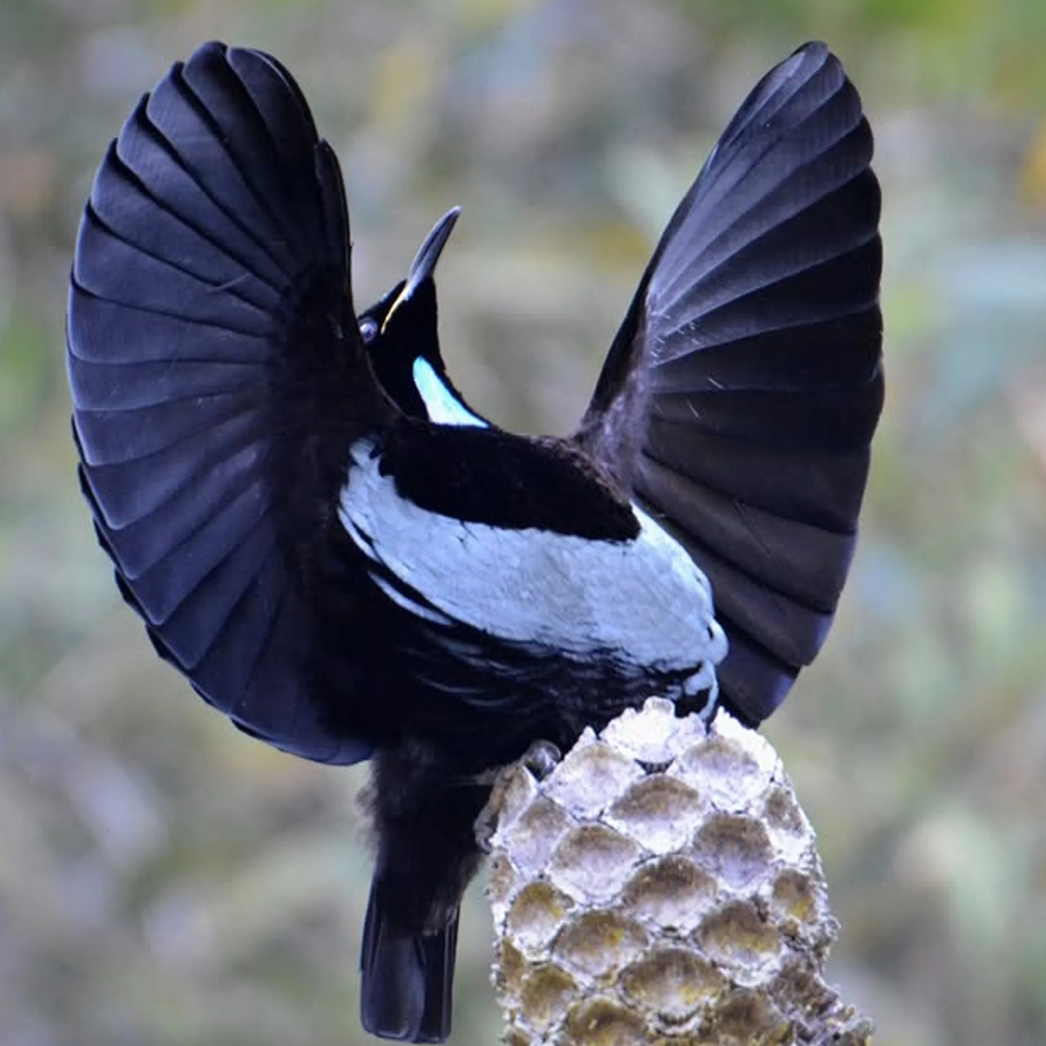tropical queensland wildlife