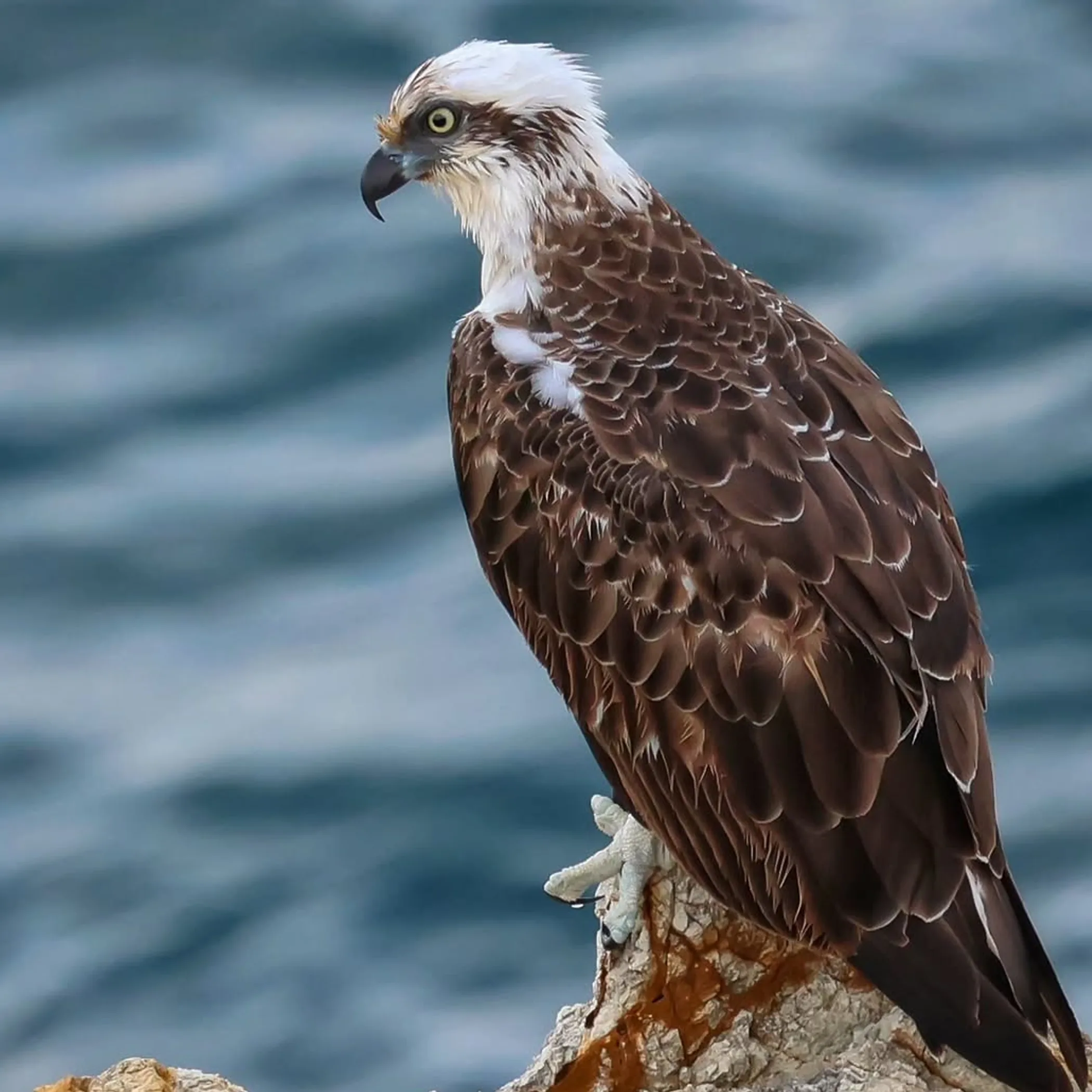 queensland tropical wildlife