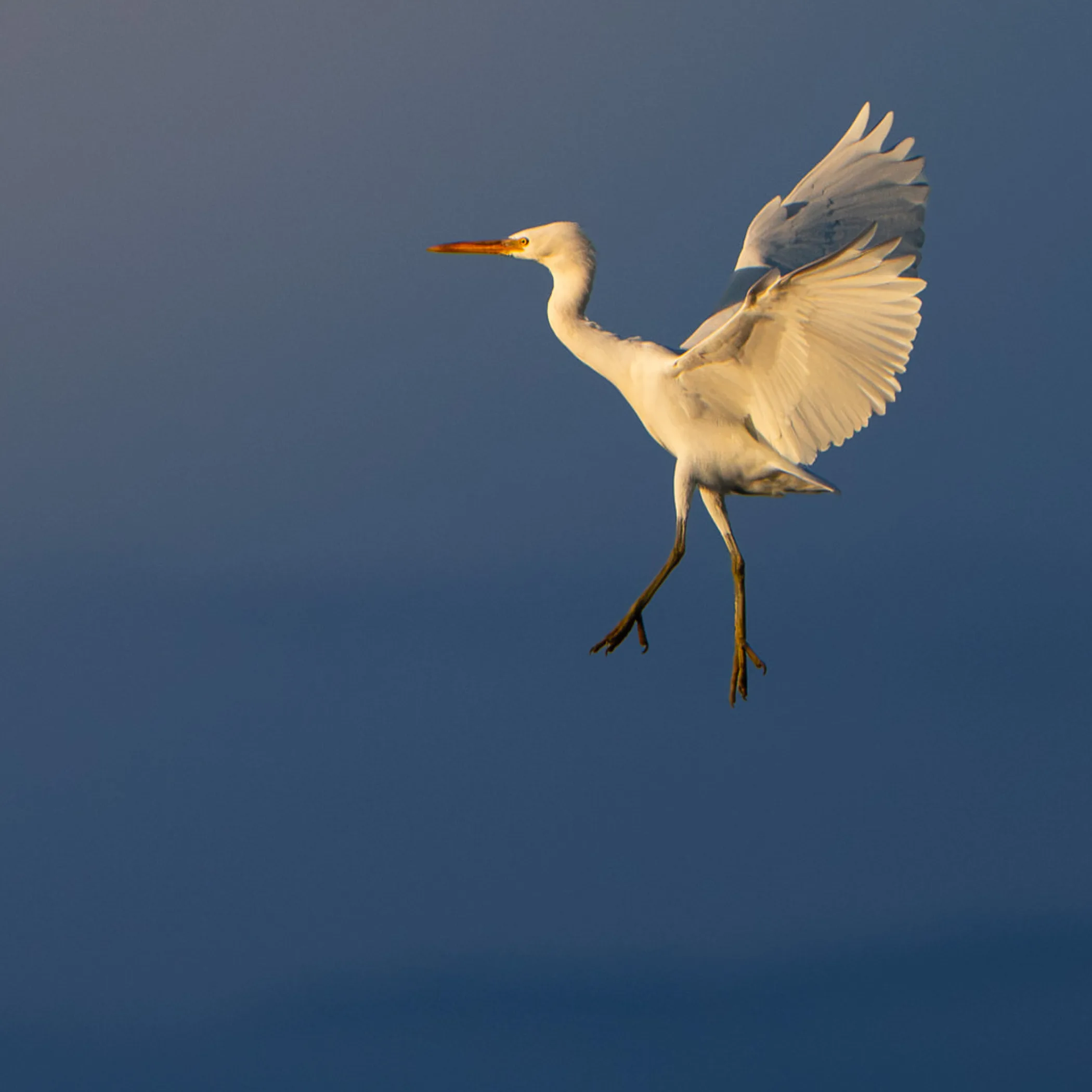 photograph of queensland wildlife