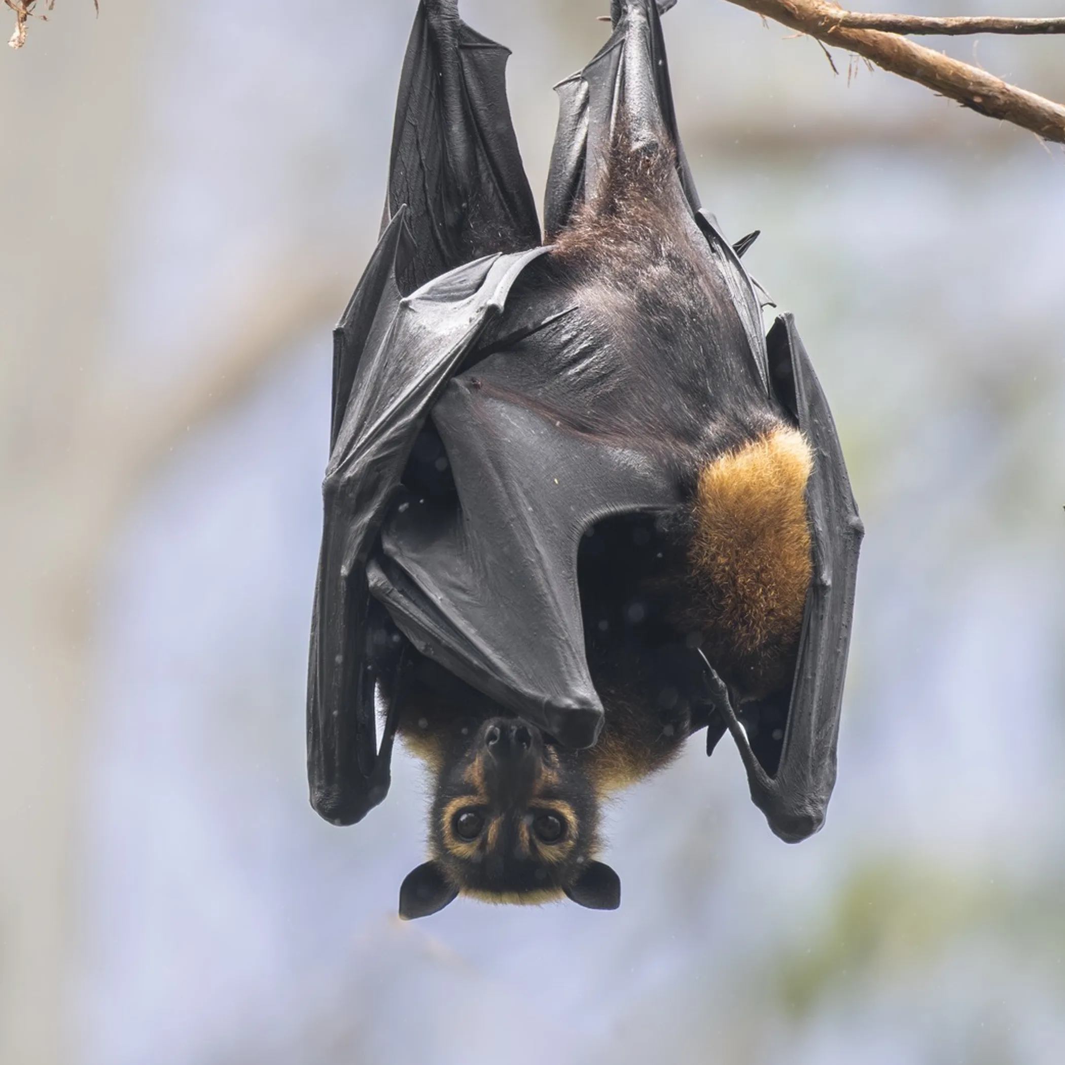 queensland tropical wildlife photograph