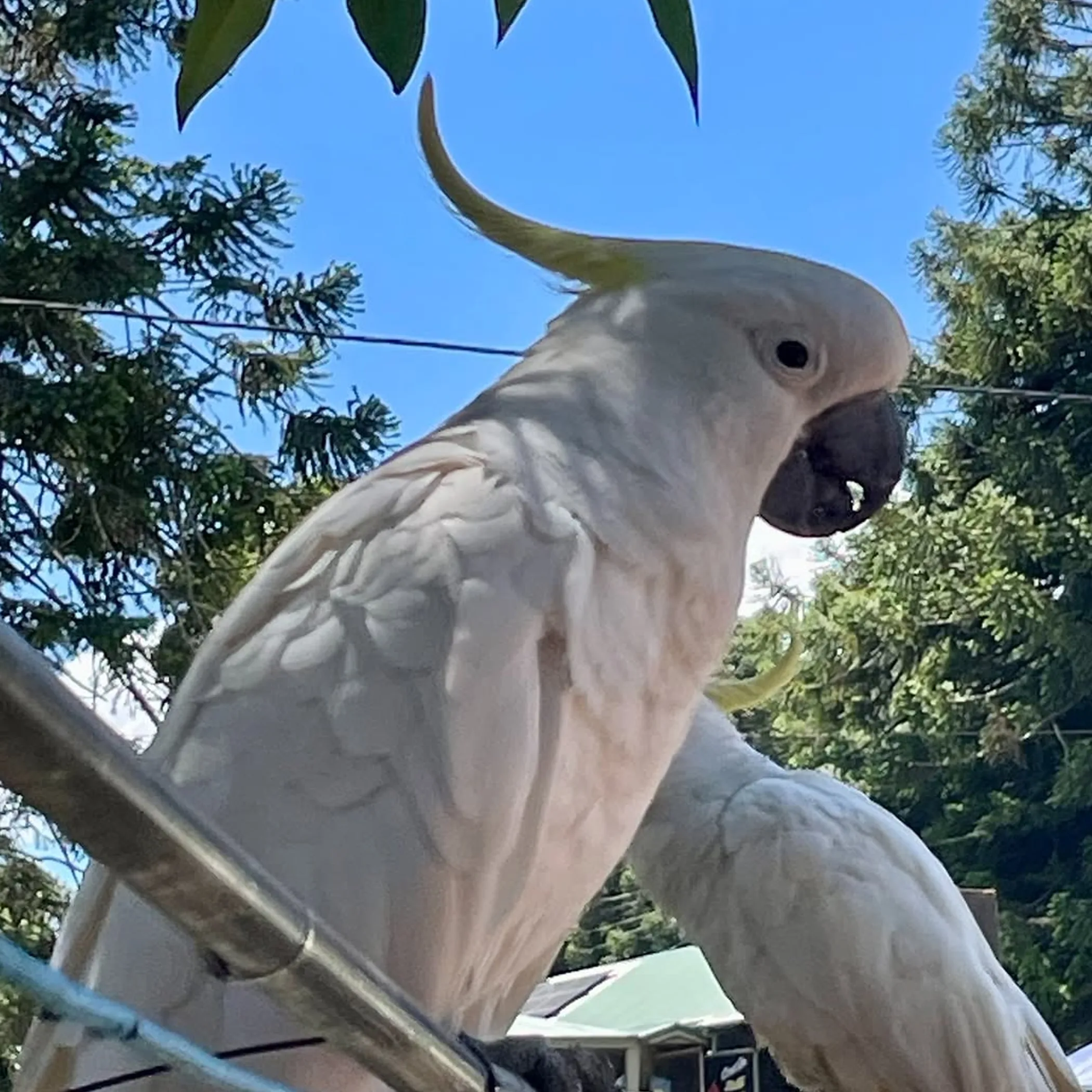 queensland tropical wildlife photograph