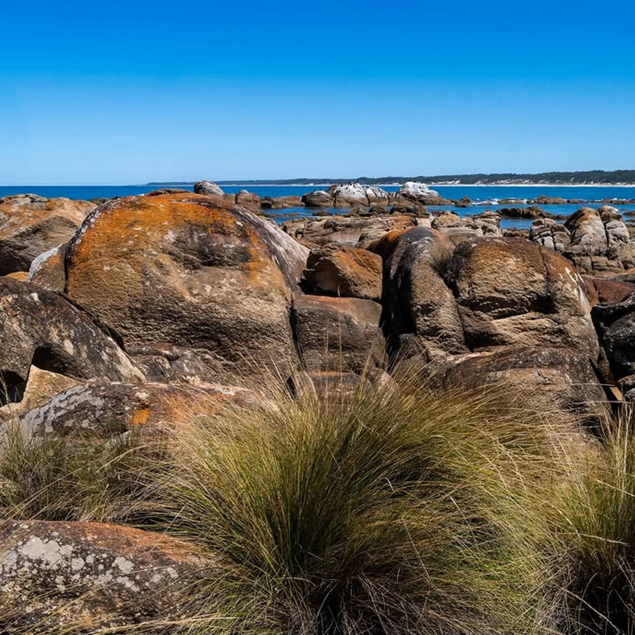 rugged victorian coastal park scene