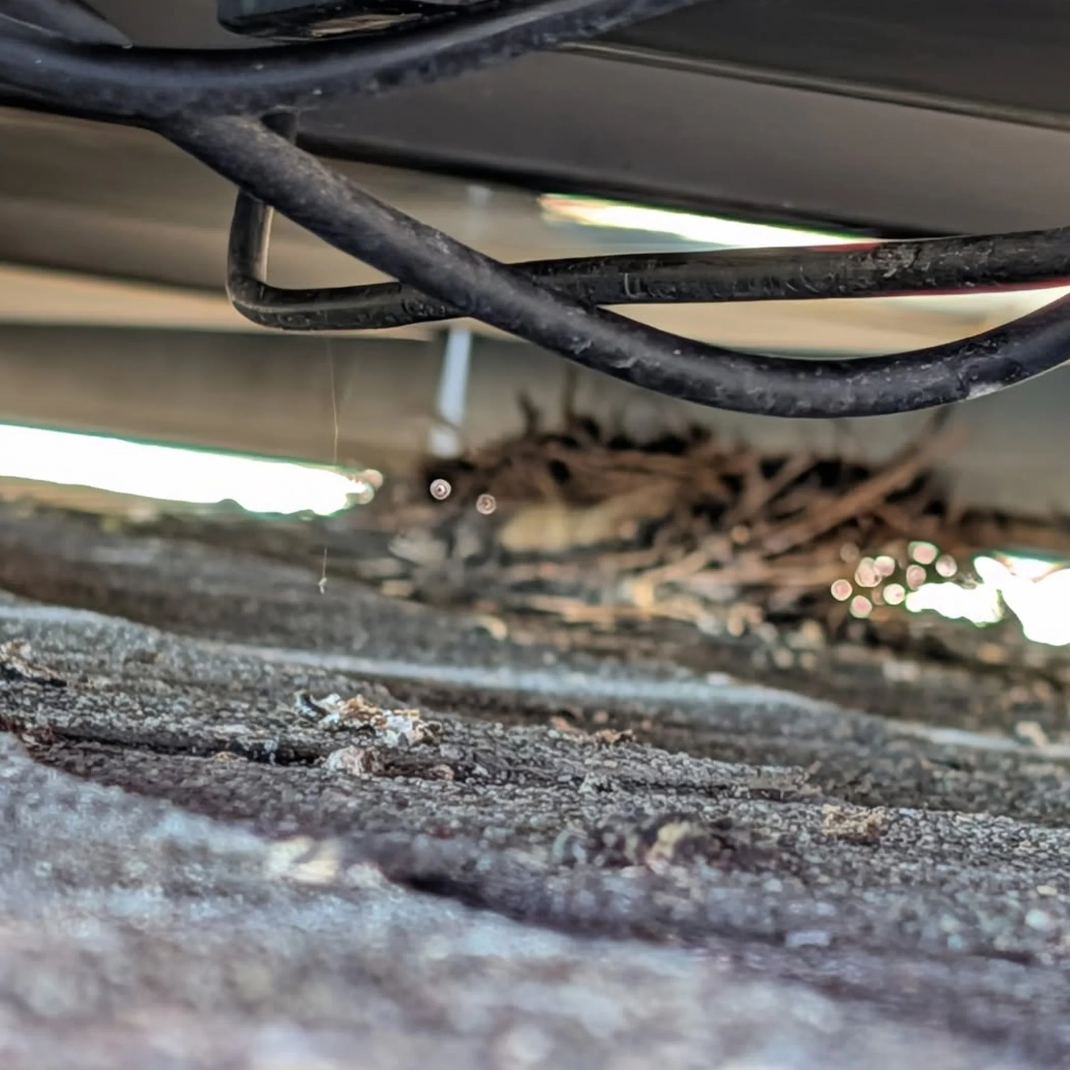 nesting birds and damaged solar wiring