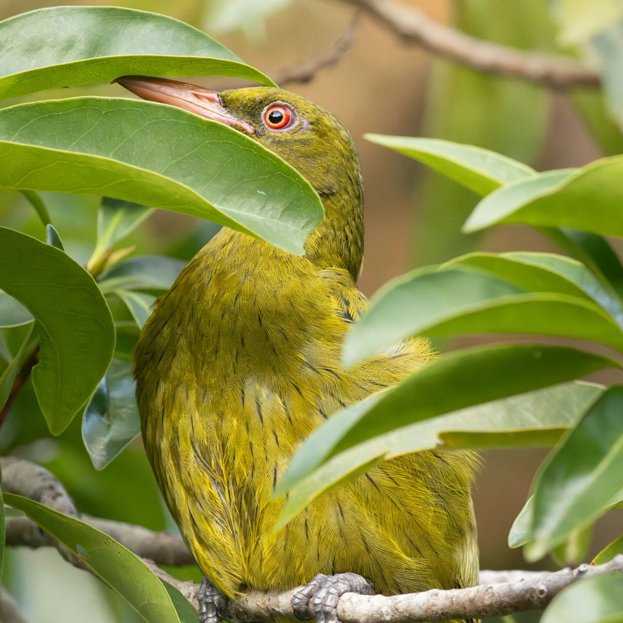 queensland tropical wildlife photograph