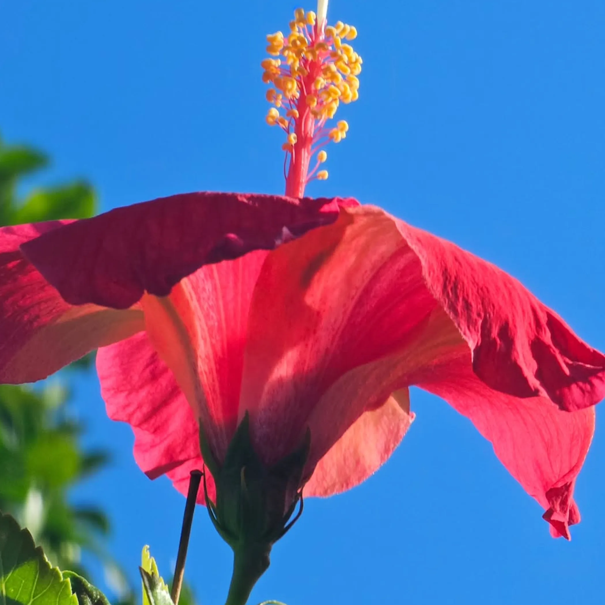 vivid summer flower scene