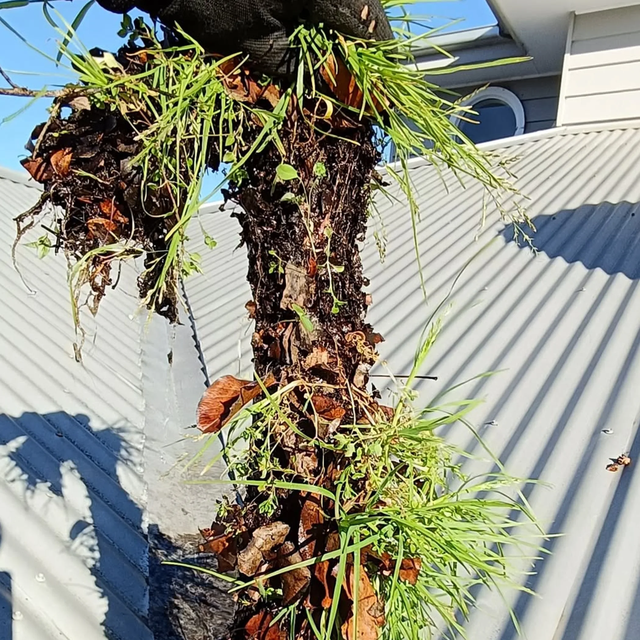 gutter debris and grass buildup